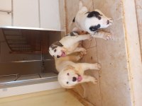 Alabai puppies 1 months old
