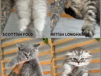 British longhair dişi iki aylık