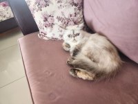 Persian Lokum Kızım