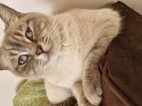 2,5 yaşında dişi british shorthair