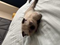 2 tane 2 aylık yavrulardır scottish fold