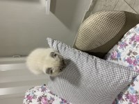 Scottish fold evimi taşımak zorunda olduğum için