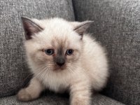 British shorthair ufaklık yeni ev arıyor
