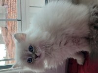 3 aylık british longhair kızımıza acil yuva arıyoruz