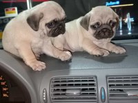 Muhteşem Pug Mops Bebekler