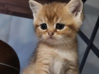 Golden minik british shorthair bebeğim