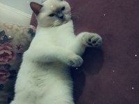 British shorthair kızımız mia