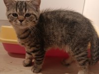 3.5 aylık british shorthair yavrular
