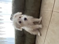 3 aylık erkek terrier