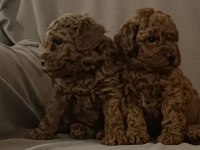 BURSA VE ÇEVRE İLLERE TESLİM TOY POODLE