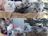 Kedimiz Lokum Un 4 Adet British Shorthair Yavrusu