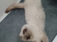 MÜKEMMEL IRK ASİL SCOTTİSH FOLD KEDİMİZ