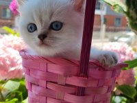 19 mayıs doğumlu british shorthair bebekler