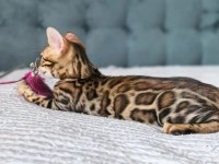 Üst kaliteli Bengal erkek