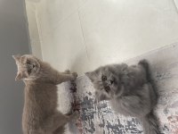 BRİTİSH LONGHAİR SEVİMLİ YAVRU