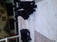 Safkan anne ve babadan french bulldog