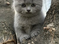 BRİTİSH SHORTHAİR KEDİSİ