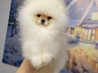 Pomeranian Boo Bebekler
