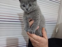 British shorthair 2 aylık yavru TAM GRİ