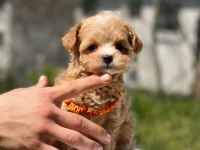 Sevimli maltipoo yavrular Red Brown