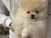 0 Burun teddy bear orjinal gülen yüz erkek pomeranian