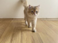WCF Pedigreli British Longhair Erkek Chocolate Golden Shaded