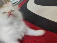 Maviş yavru kedimize yuva arıyoruz