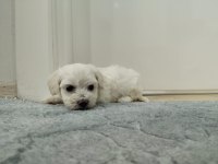 Kore maltese terrier yavrularımız