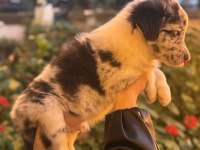 Zeki ve oyuncu Border Collie yavru