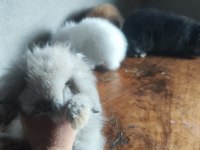 Hollanda Teddy Lop Tavşanı Yavruları