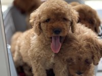 45 Günlük Toy Poodle Bebekler