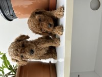 Toy poodle bebekler