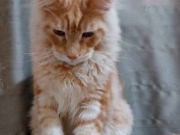Full şecereli maine coon ünvanlı ebeveynlerden