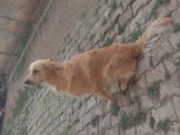 Şans köpeğim golden retriever