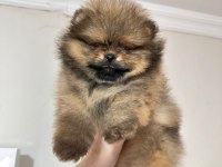 Show kalite pomeranian boo