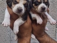 BEAGLE YAVRULAR