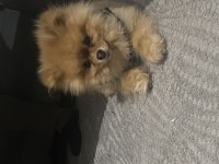 UYGUN FİYATA SAĞLIKLI POMERANİAN BOO