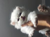 Scottish fold ve scottish longhair bebişlerimiz