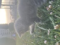 Yavru British Shorthair