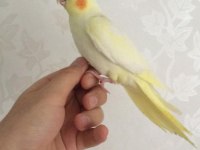 YAVRU SULTAN PAPAĞANI BULUNUR DAMIZLIK ÇİFT BULUNUR