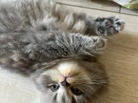 Bu minnak arkadaşınız olabilir british shorthair