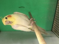 Takım sultan papağanı yer istanbul bahçelievler