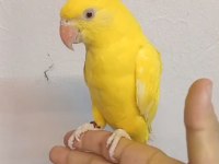 Sarışeker Pakistan Papağanı Bebek
