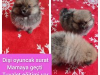 Pomeranian oyuncak yüz