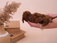 Toy Poodle Bebeklerimiz