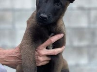 Kaliteli Kan Hattına Sahip Belçika Malinois