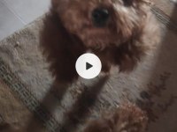 23 Temmuz Doğumlu Erkek Toy Poodle