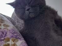 British Shorthair Kedimiz Sahiplendirilecektir