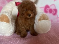 Ruhsatlı Köpek Çiftliğinden Toypoodle Yavrularımız 