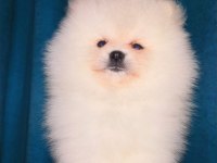 Mükemmel kalite ultra mini pomeranian boy 2kg geçmeyecek